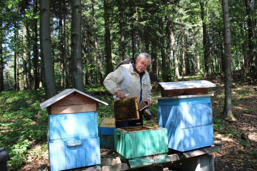 Beskidzcy pszczelarze nie mają dobrych wieści - miodów nie będzie. Pogoda zrobiła swoje: najpierw chłody i deszcze, a teraz skwar