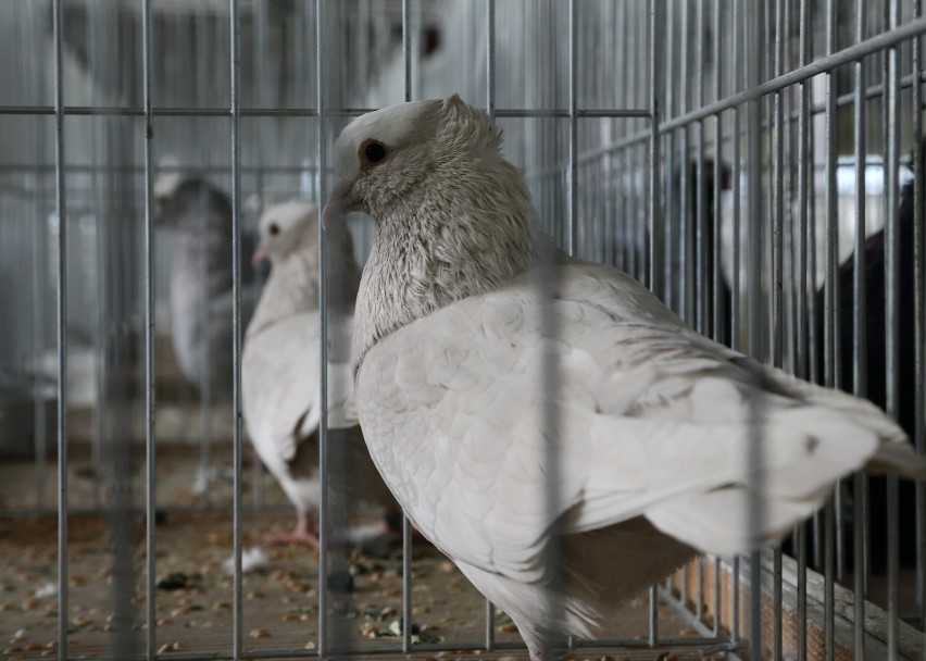 Wystawa gołębi rasowych w Moszczenicy