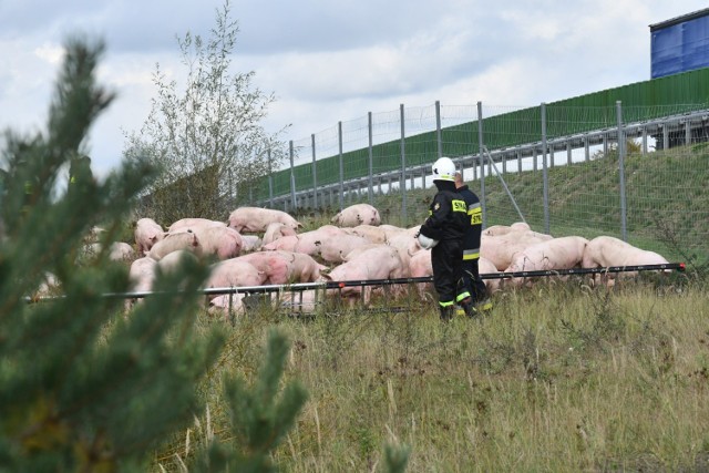 Świnie rozładowywane są do specjalnie wydzielonej strefy.