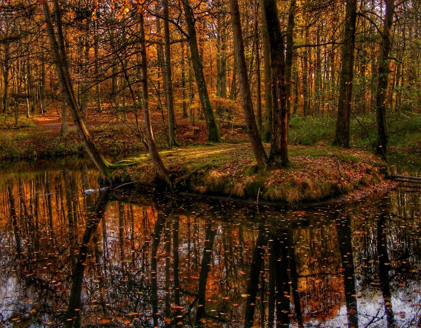 Staw w lasach wejherowskich (przy drodze Wejherowo-Gowino)