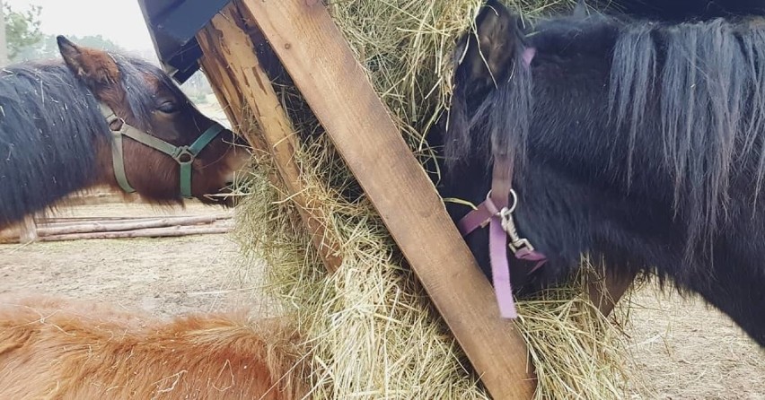 Policja ustala czy ktoś otruł konie w gospodarstwie fundacji w gminie Radomin