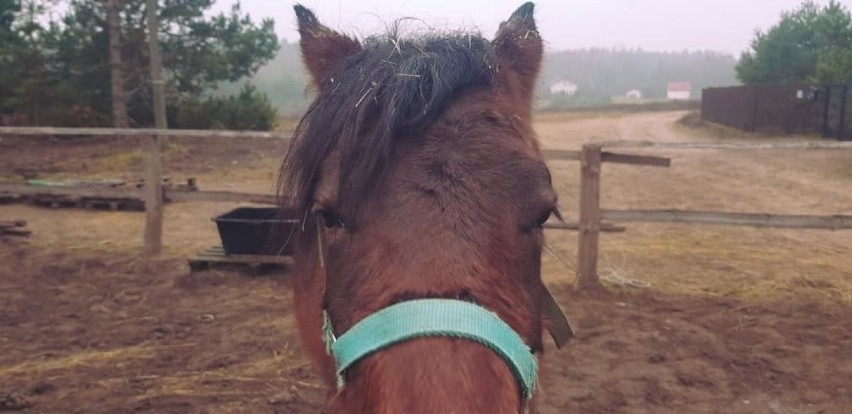 Policja ustala czy ktoś otruł konie w gospodarstwie fundacji w gminie Radomin