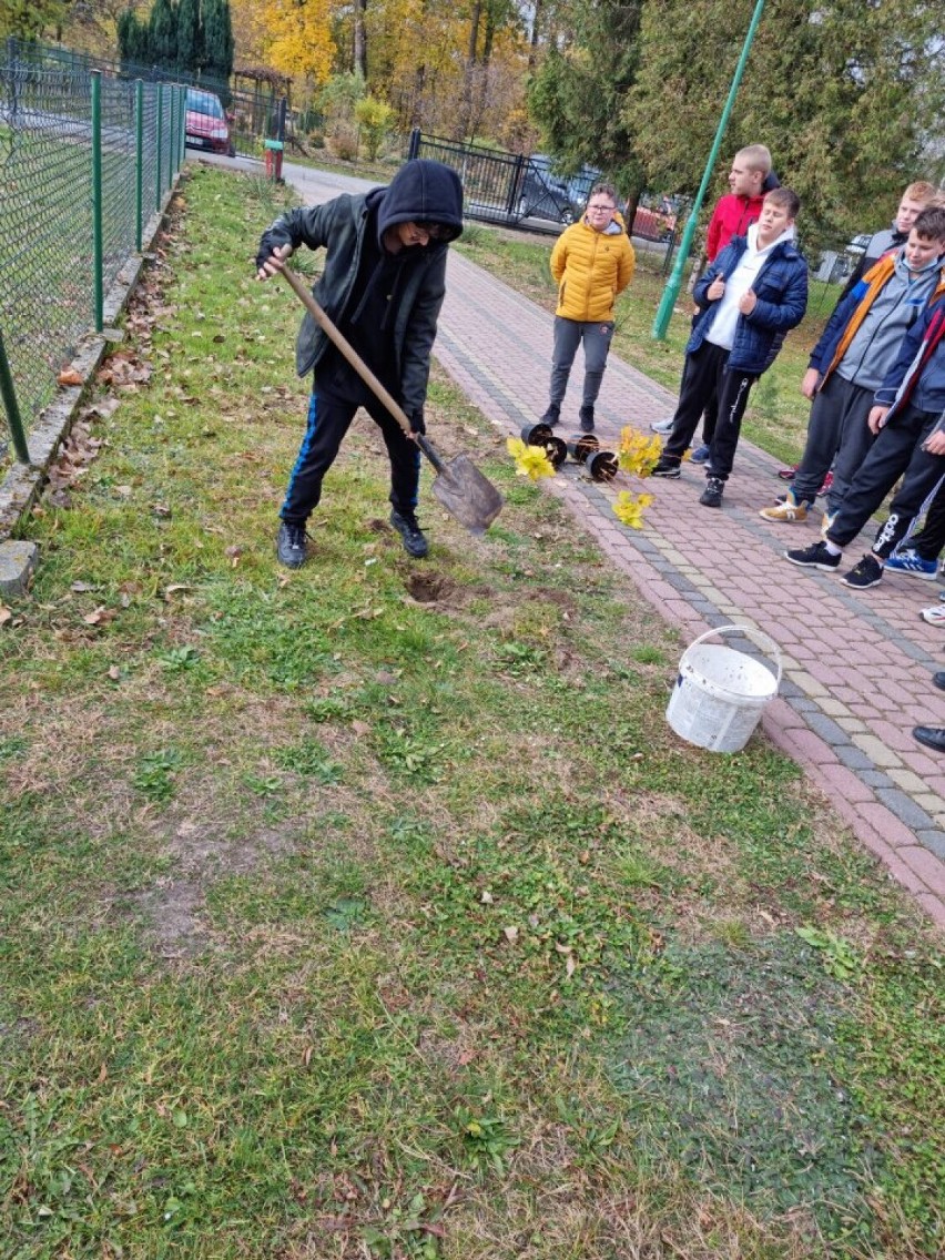 Sadzenie drzew i krzewów miododajnych sposobem na ochronę...