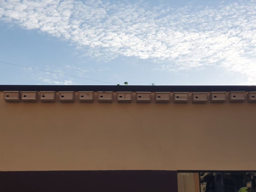Budki lęgowe dla jerzyków pojawiły się na elewacji budynku w gminie Ujazd. Komary nie mają szans! [FOTO]