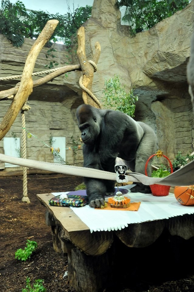 Impreza urodzinowa w zoo. Goryl M'Tonge kończy 14 lat!