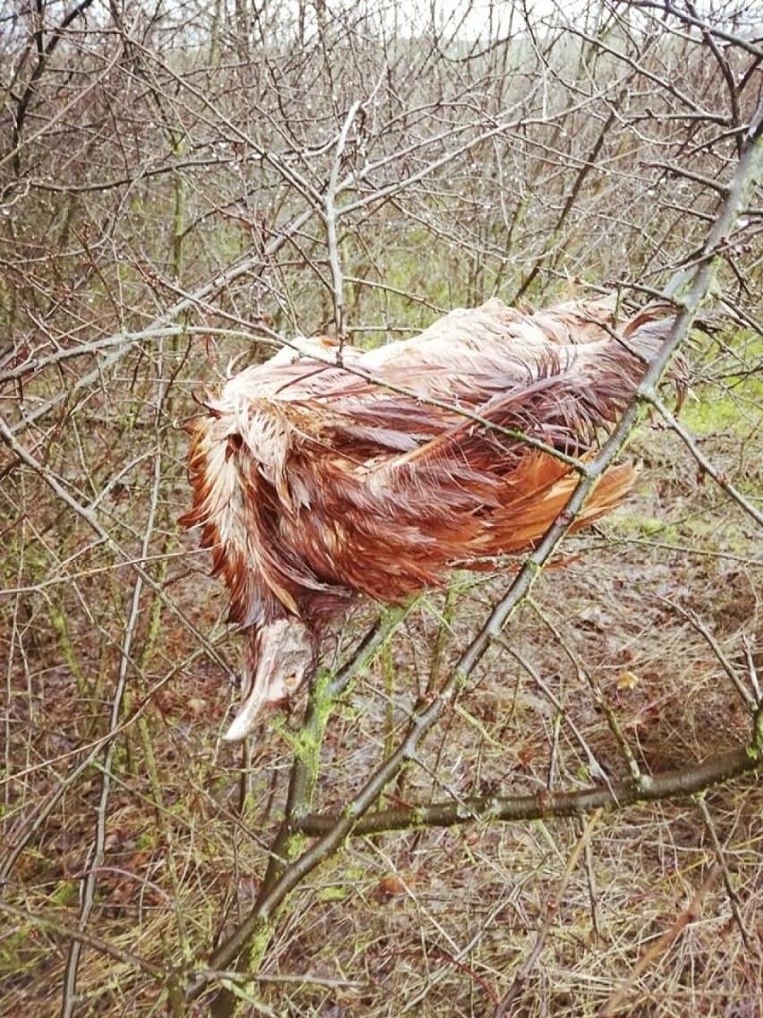 Martwy dzik, sarna, kura... Kości, pióra, skóra, krew... Pod Stargardem ktoś wyrzuca do rowu martwe zwierzęta