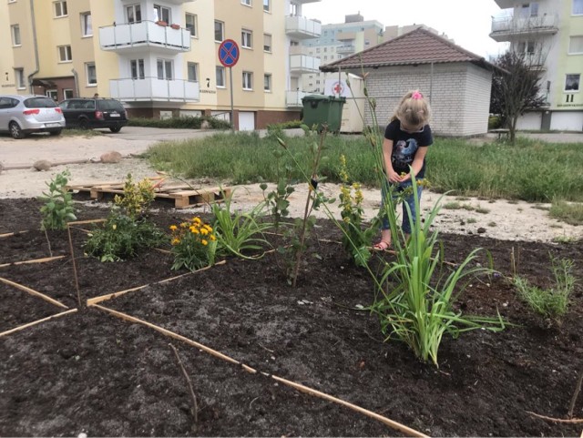 Mieszkańcy posadzili pod blokiem kwiatki. A w nocy ktoś im je ukradł