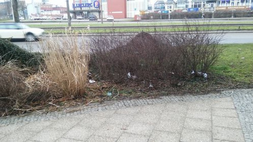 Śmieci na ulicach w Malborku jest tyle, że mieszkańcy mają dość. Przydałyby się generalne porządki. Burmistrz mówi, że... sam zbiera butelki