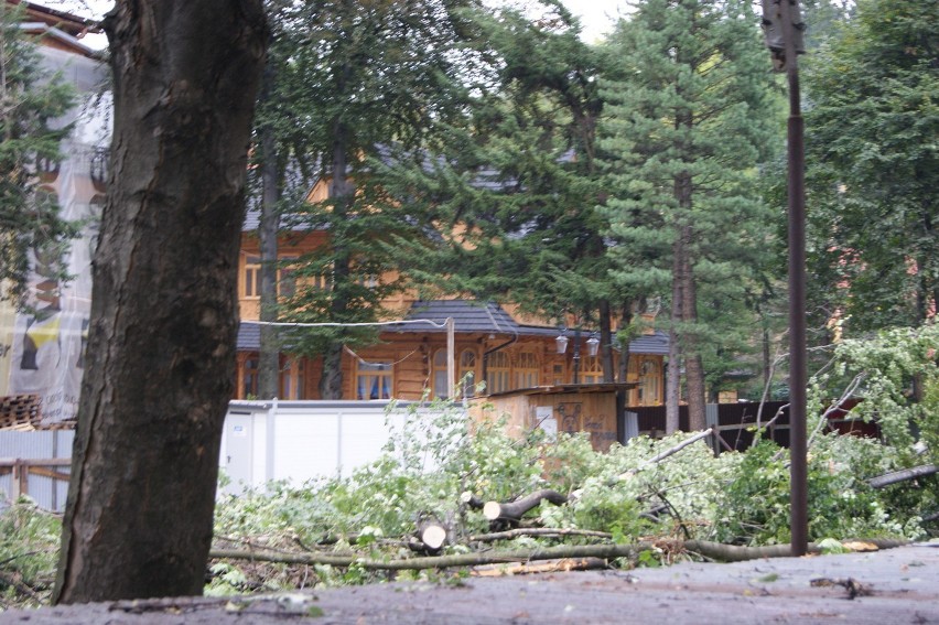 Zakopane: Król ciasteczke rozpoczął wycinkę w starym parku! Legalnie?