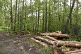 Mieszkańcy Debrzna zaniepokojeni pracami leśnymi w okolicach jeziora Staw Miejski