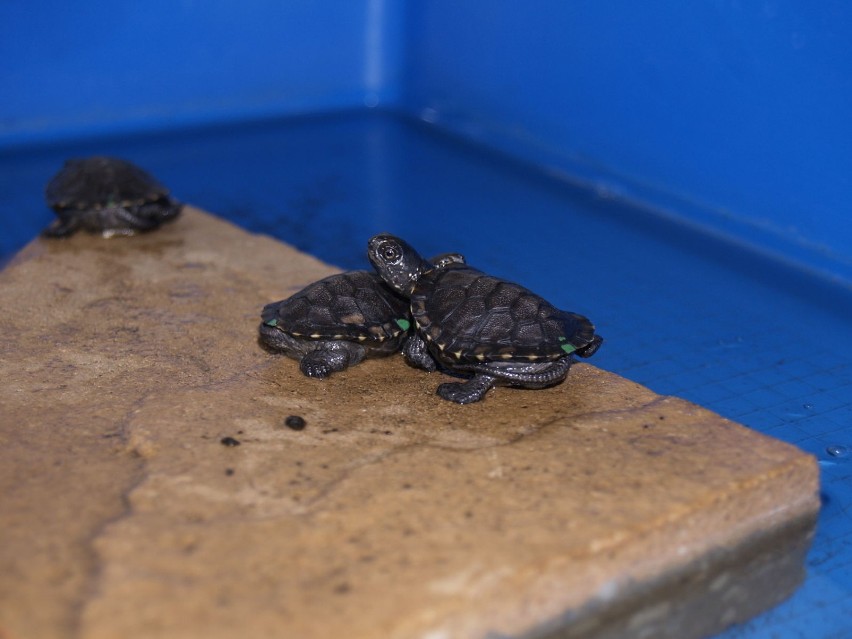 Prace nad reintrodukcją żółwia błotnego.