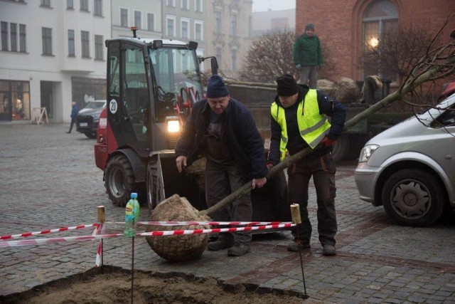 Nowe nasadzenia na Rynku Nowomiejskim w Toruniu