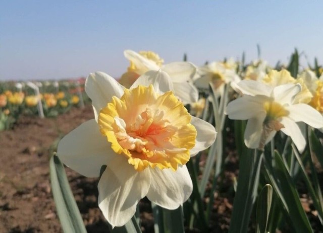 W niedzielę będzie można przyjrzeć się z bliska bogactwu odmian narcyzów i tulipanów.