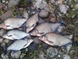 Tysiące śniętych ryb w Warcie. Winny wyciek nieznanej substancji [ZDJĘCIA]