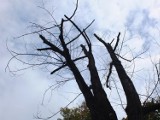 Drzewa w Opolu usychają. Aż 90 idzie pod topór [wideo, zdjęcia]