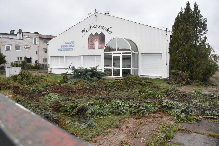 Firma wycięła drzewa przy ul. Sucharskiego w Malborku. Urząd Miasta: "To pod inwestycję". W zamian będą nowe nasadzenia