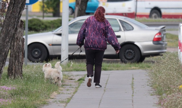 Nie wszyscy we Włocławku prowadzają psy na smyczy. W takich sytuacjach interweniują policja i straż miejska