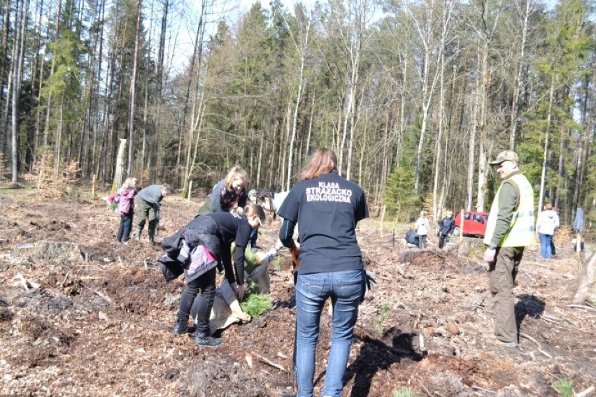 Nadleśnictwo Kolbudy zorganziowalo akcję sadzenia lasu w kilku leśnictwach [ZDJĘCIA]