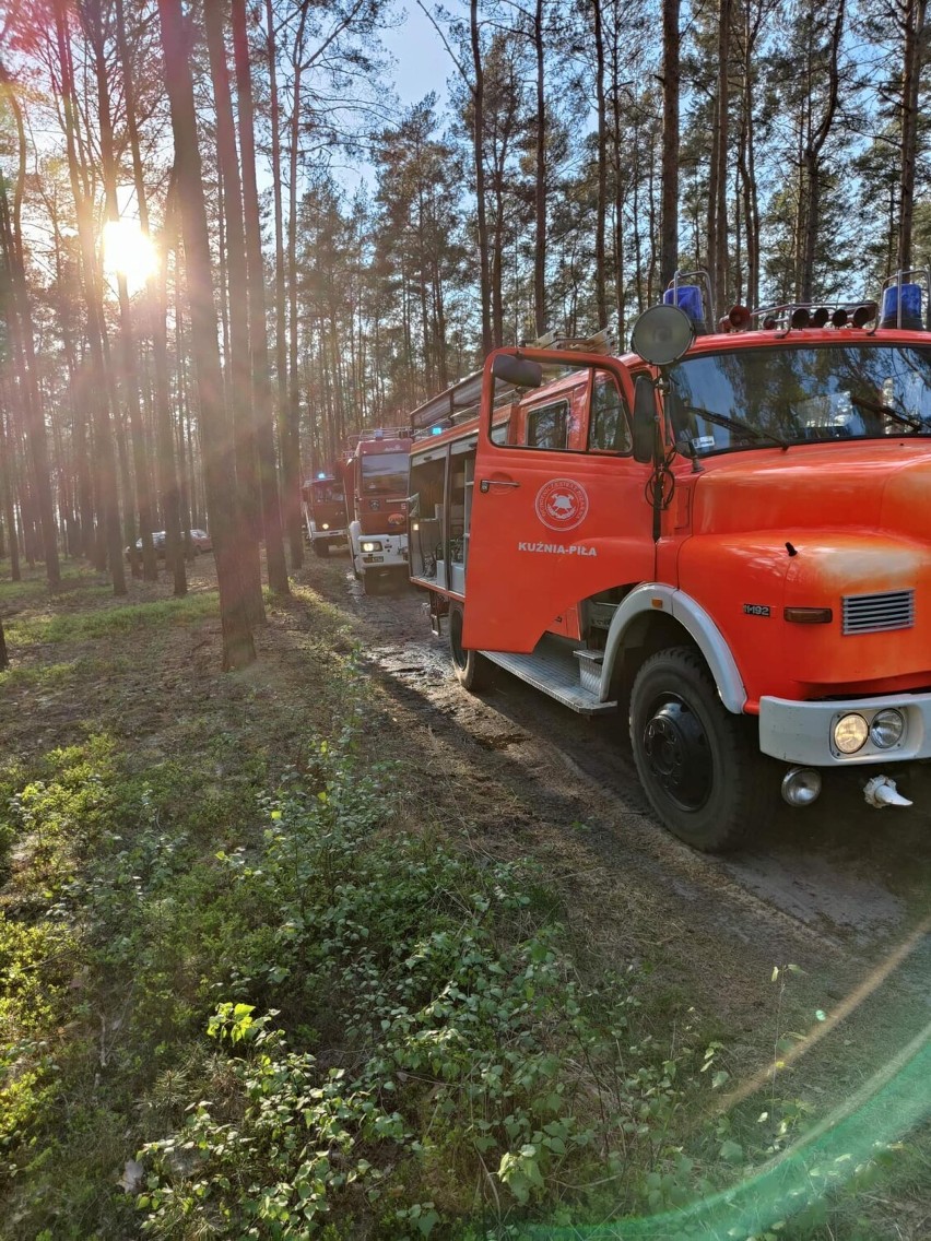 Pożar lasu w Józefowie