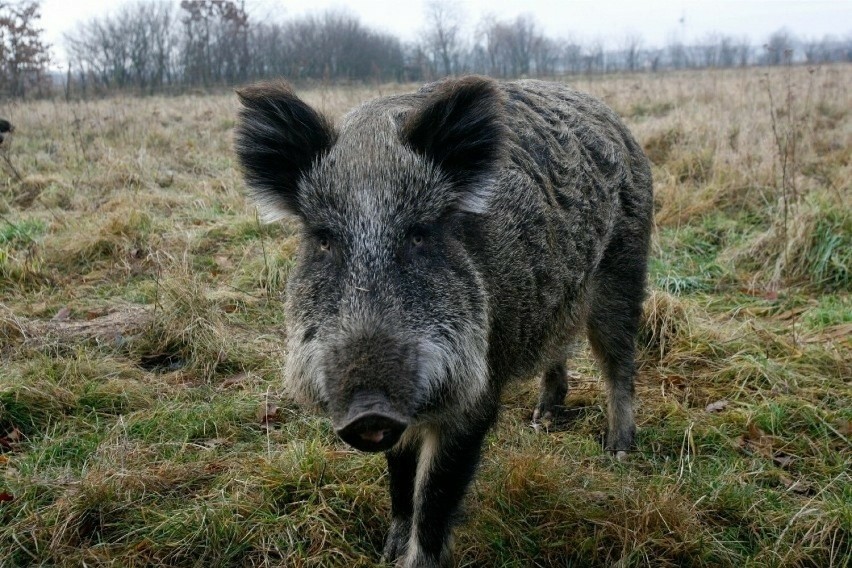 Afrykański pomór świń jest nieuleczalną chorobą wirusową.