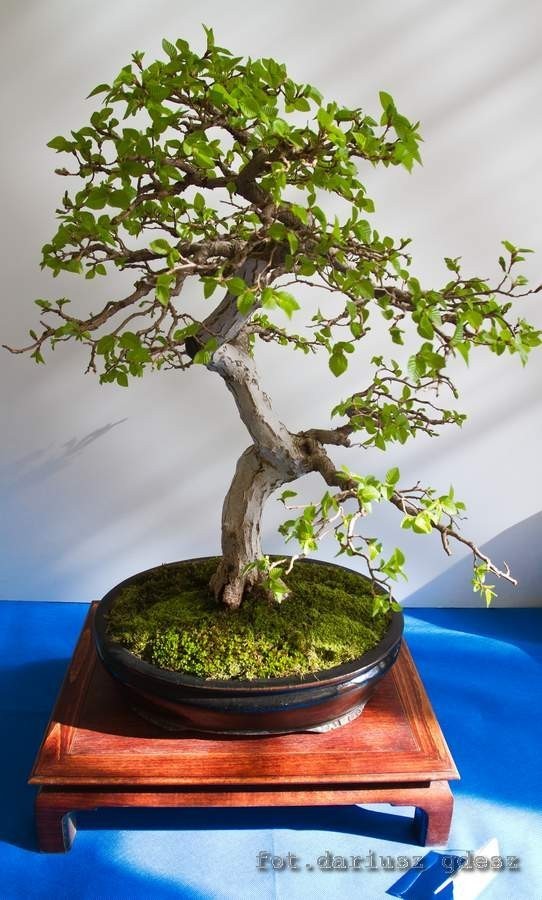 Wystawa bonsai zachwyca w Książu (Zdjęcia)