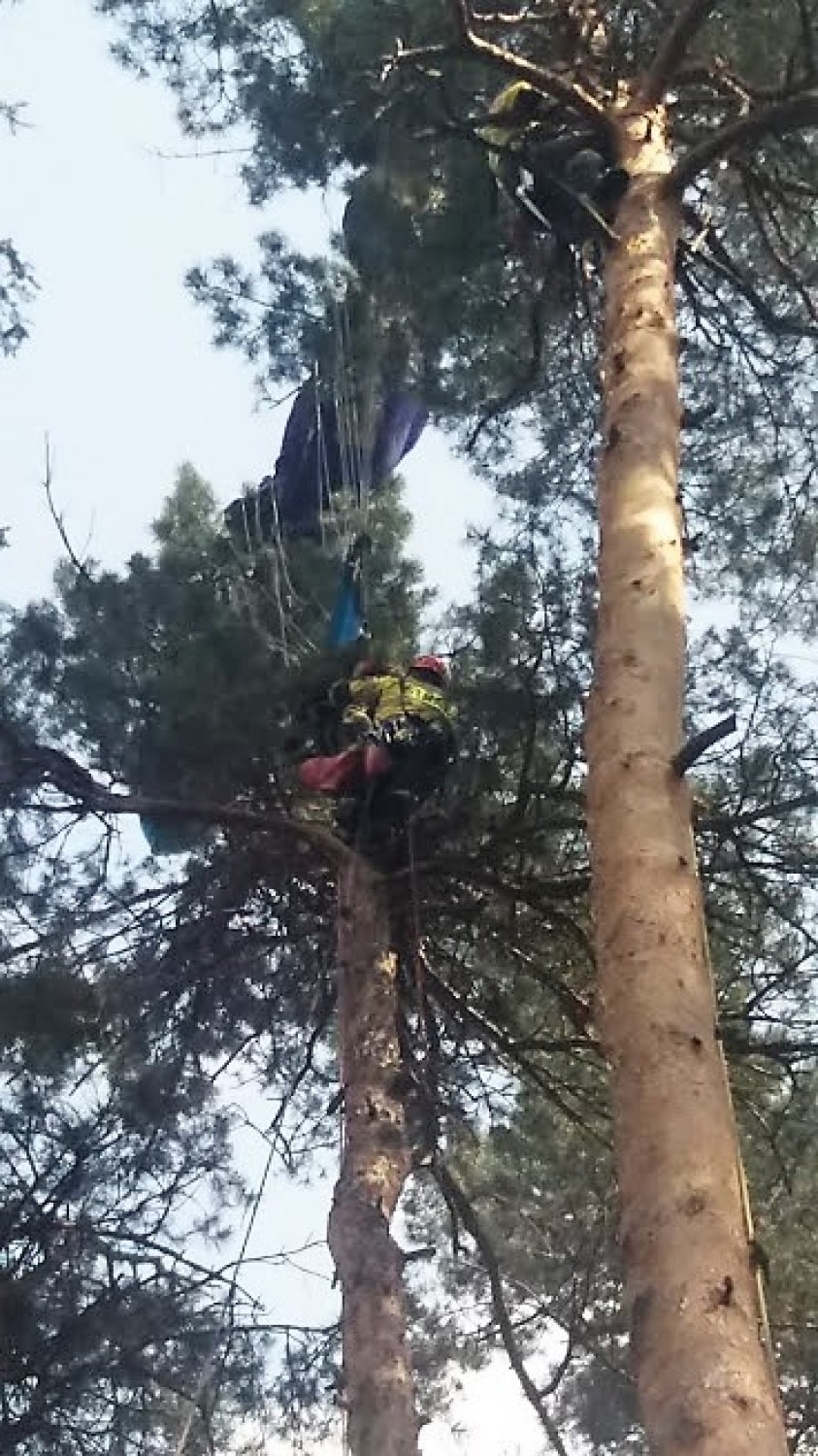 Spadochroniarz na drzewie w Rybniku. Nie trafił w lotnisko w Gotartowicach