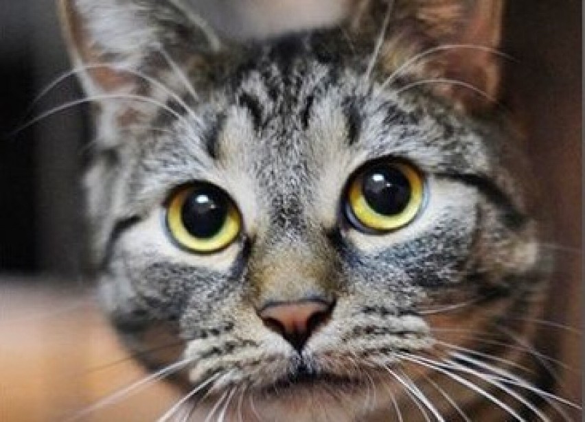 Animalsi alarmują: "nie jesteśmy już w stanie pomagać bezdomnym kotom ze Sztumu"! ZDJĘCIA