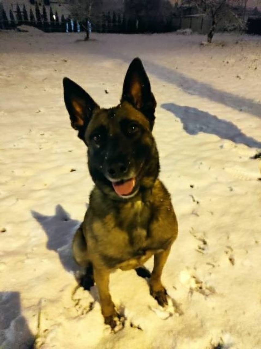Zaginął policyjny pies Zara! Gdańscy policjanci proszą o pomoc