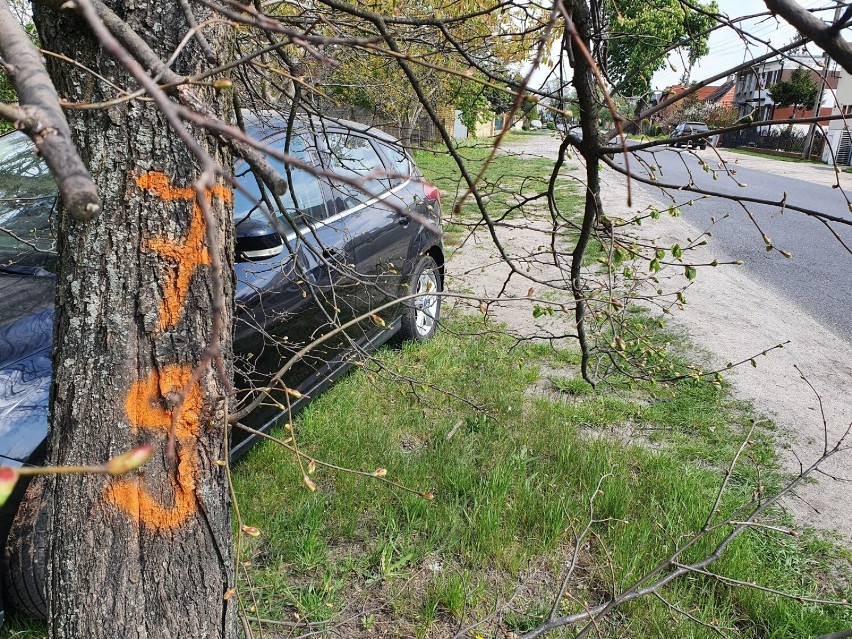 Drzewa wzdłuż północnej części Święciechowskiej z oznaczeniami - numerami