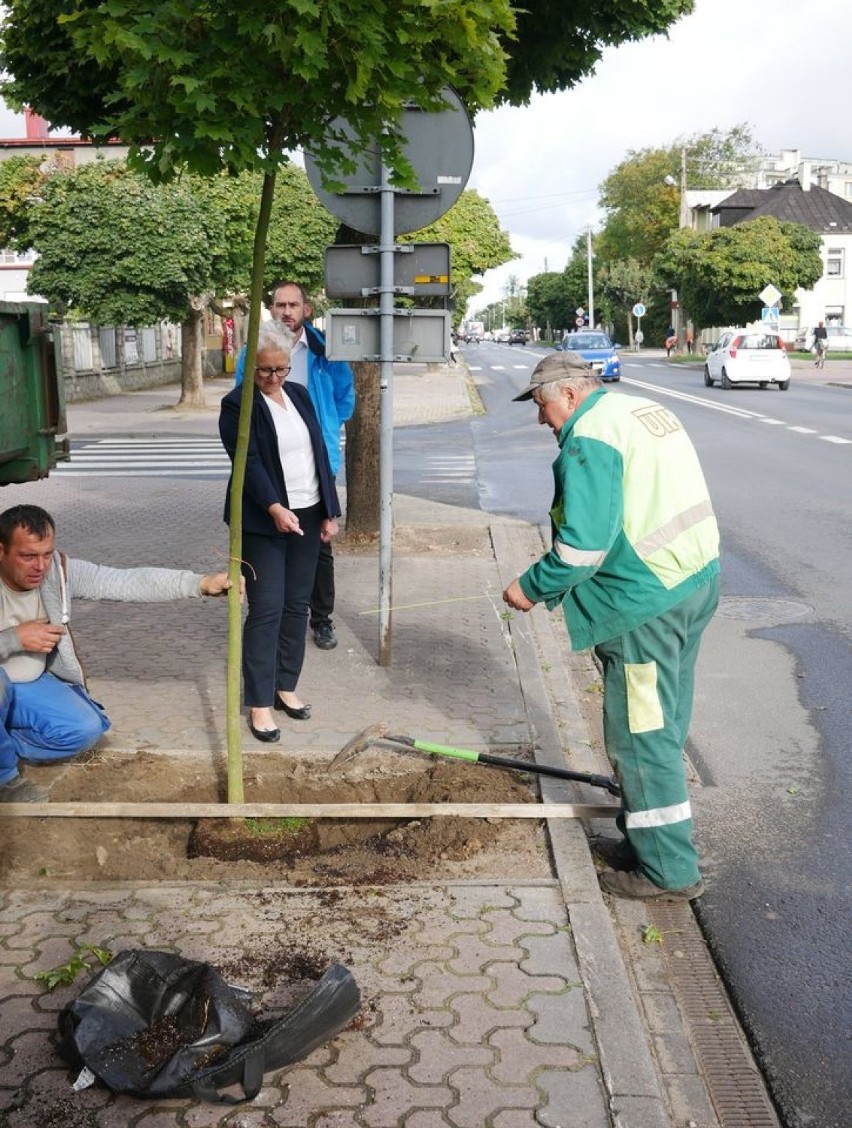Starosta Hanny Iwaniuk sadzi drzewa przy Łaskiej. Nowy...