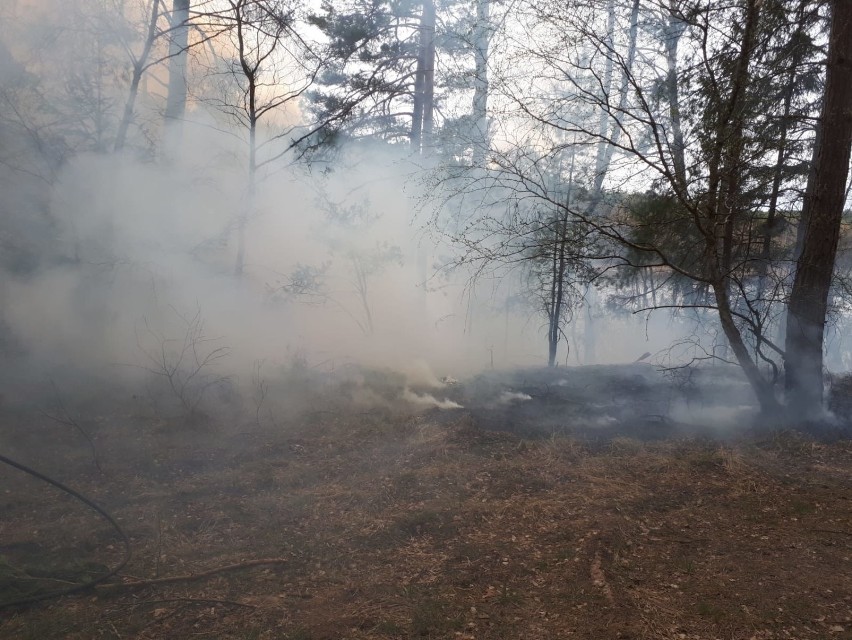 43 pożary lasów w regionie. Leśnicy apelują! 
