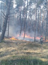 43 pożary lasów w regionie. Leśnicy apelują! 