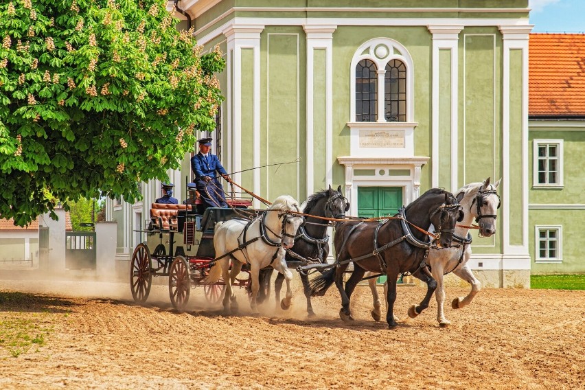 Wschodnie Czechy są znanym ośrodkiem hodowli koni. Stadnina...