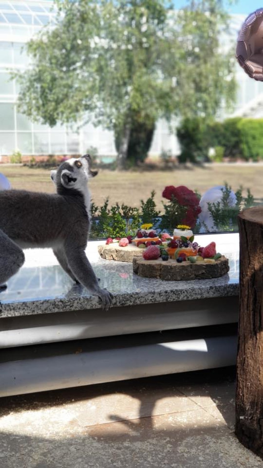 Lemury Olaf i Tytus z wałbrzyskiej Palmiarni świętowały drugie urodziny (ZDJĘCIA)