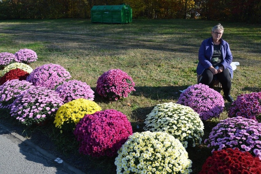 Ceny chryzantem przy cmentarzu w Stalowej Woli. Ile kosztują? Zobacz zdjęcia 