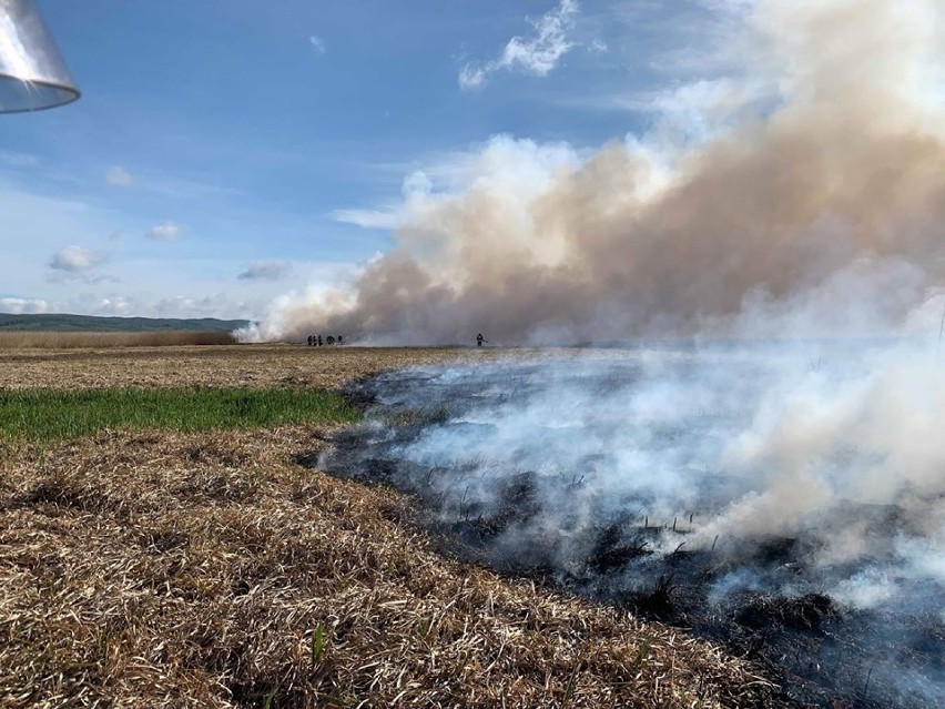 Pożary łąk koło Lipiej Góry: Trzy niebezpieczne zdarzenia w ciągu dwóch dni. Policja szuka podpalacza