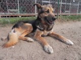 Schronisko w Dąbrówce: czeka setka psów na adopcje FOTO