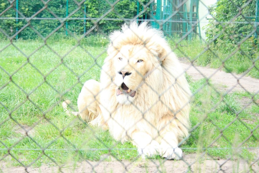W Zoo Safari na świat przyszedł biały lew! [zdjęcia,wideo]