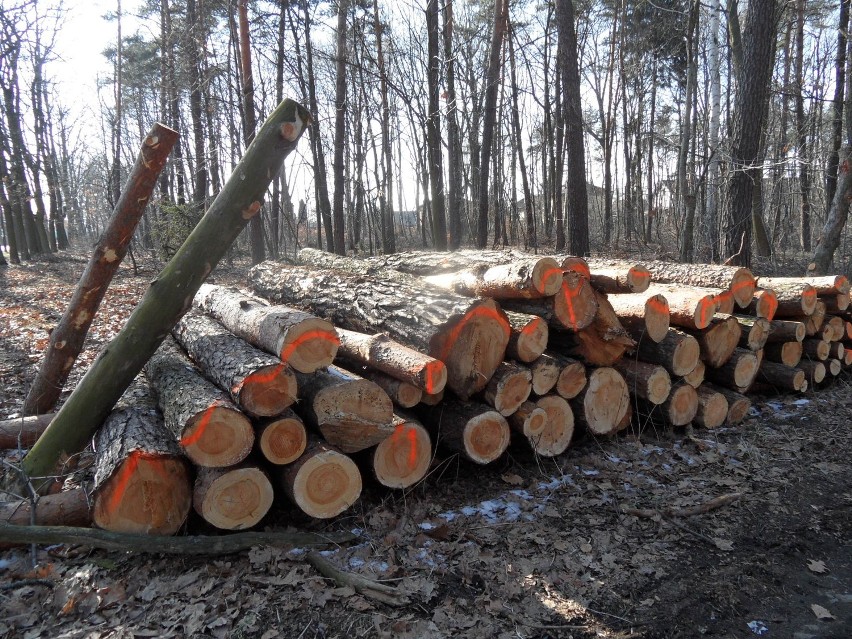 Lasy Żory: Wycinka w lesie Dębina. Ktoś wycina stare drzewa, czy planuje tu jakąś inwestycję?