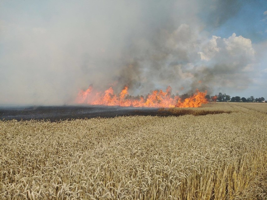 Pożar zboża na pniu i ścierniska oraz balotów w Sobótce