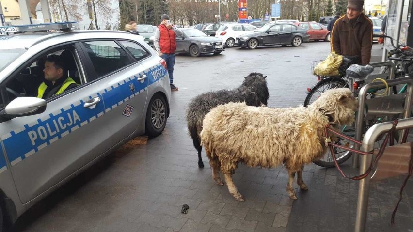 Po Stargardzie spacerowały owca i baran. Zwierzaki widziane były m.in. przy jednym z marketów. Zajęło się nimi MPGK 