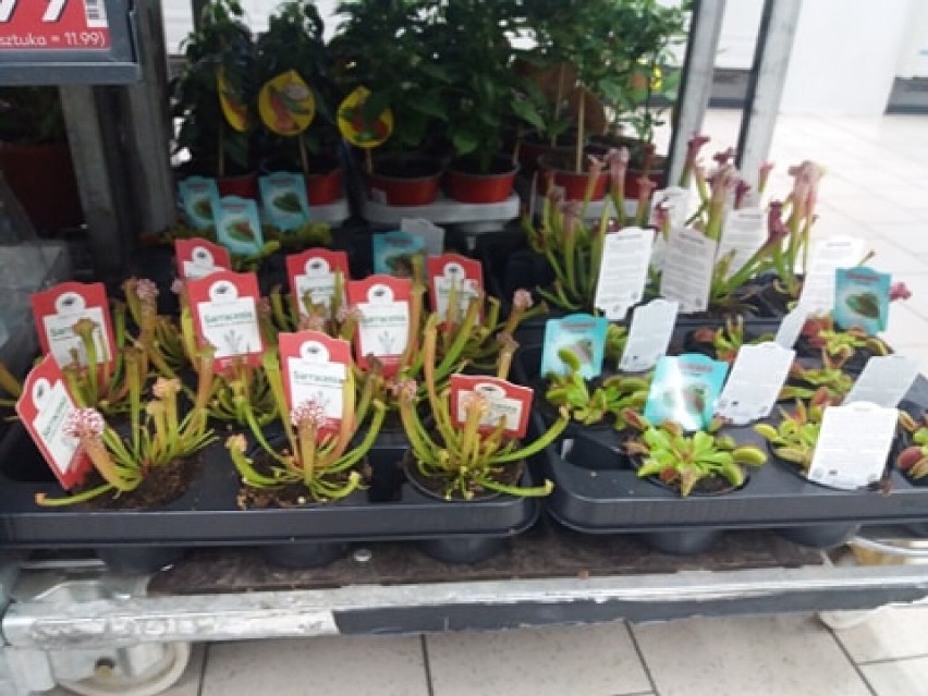 W Kauflandzie w Wieluniu można kupić owadożerne rośliny
