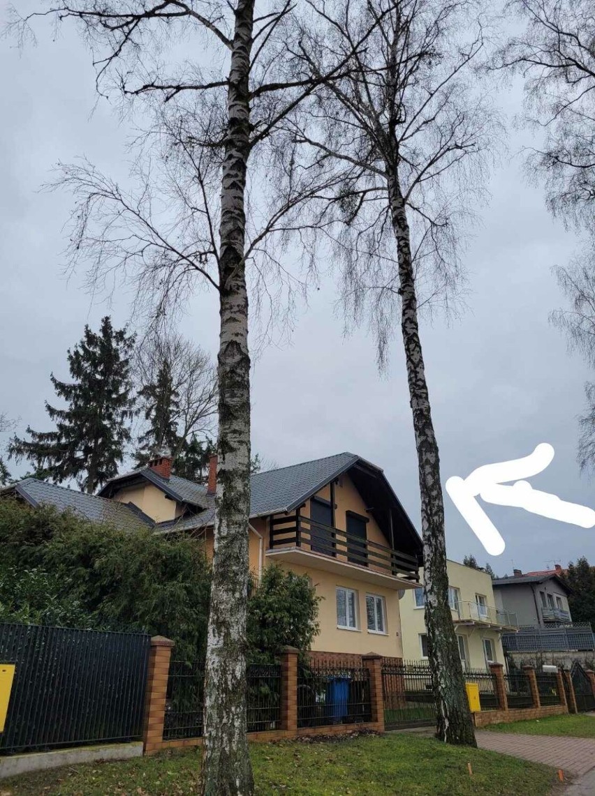 Przy promenadzie w Charzykowach ktoś celowo niszczy drzewa? Dwa muszą być wycięte
