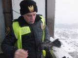 Gołąb uwięziony w siatce na szczycie wieżowca na Tysiącleciu. Pomogli strażnicy ZDJĘCIA