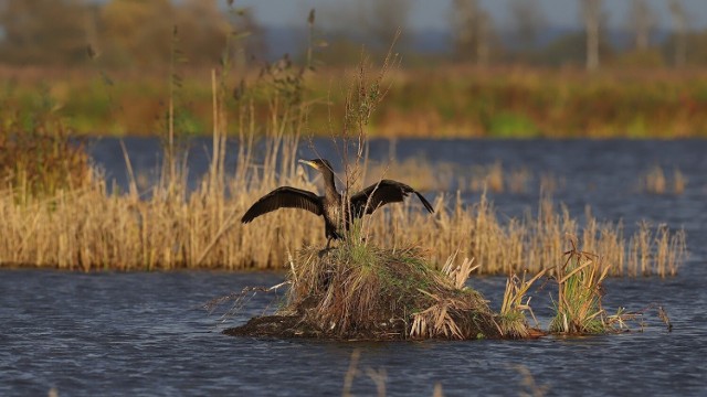 Kormorany dla hodowców ryb na stawach w powiecie oświęcimskim są prawdziwą plagą