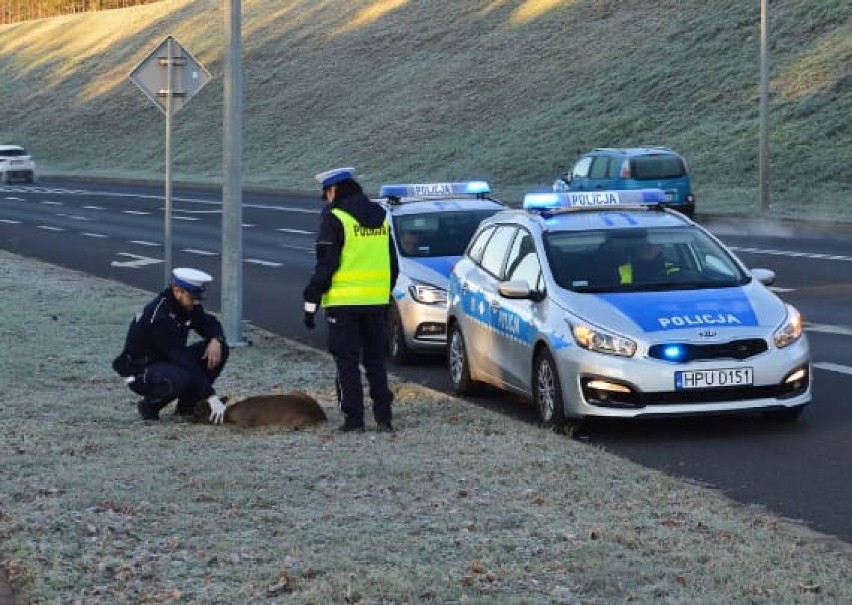 Piła. Na obwodnicy na Koszalińskiej kierowca potrącił sarnę i odjechał. Pomogli jej policjanci z drogówki 