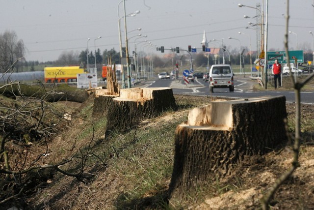 Wycinają drzewa pod drogę S3