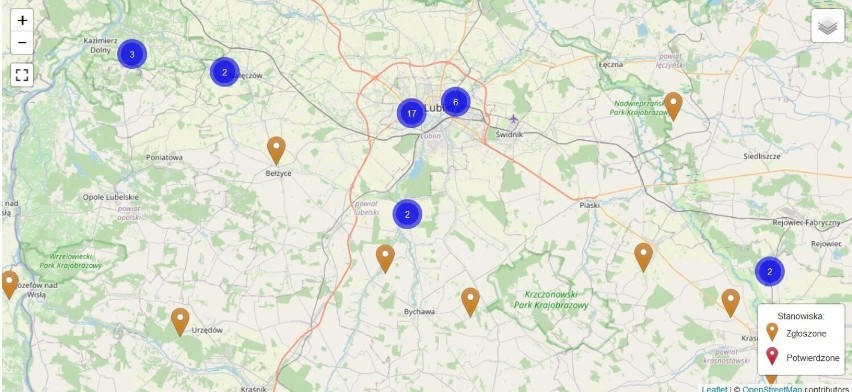 Barszcz Sosnowskiego znów kwitnie! Gdzie na Lubelszczyźnie trzeba szczególnie uważać na tę niebezpieczną roślinę? [21.06]