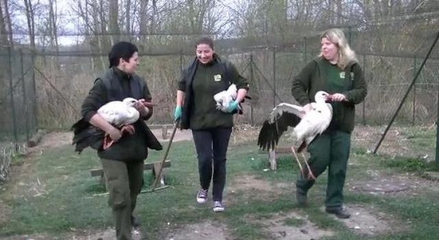 Wypuszczanie na wolność bocianów białych