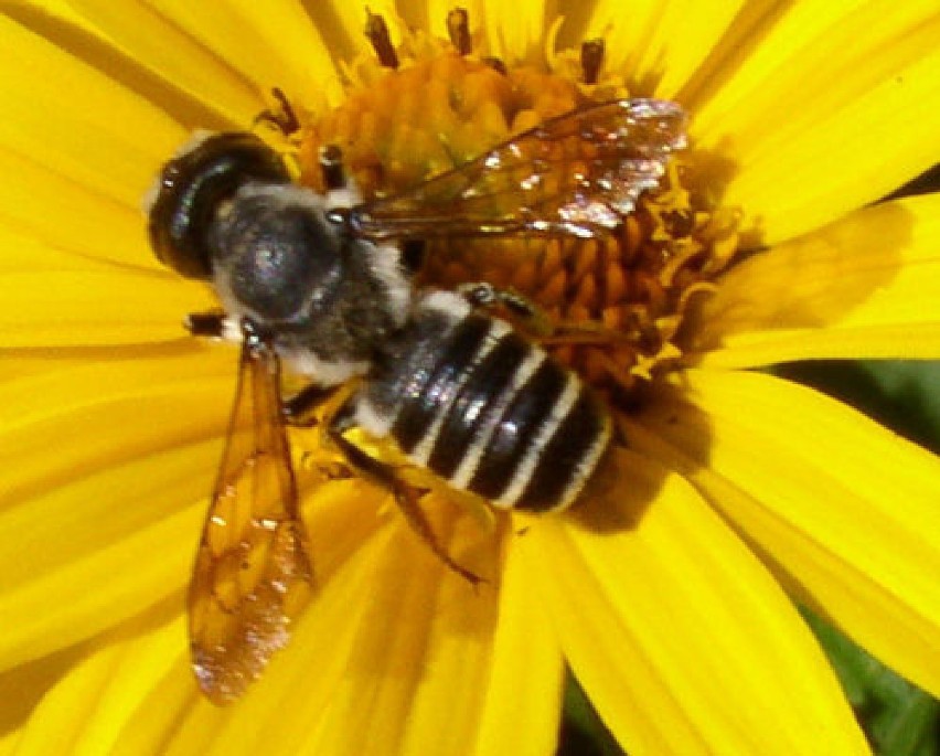 Pszczoła podczas zapylania kwiatu